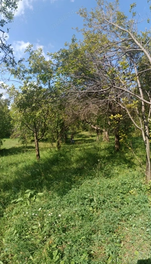 2200 mp ,intravilan cu livadă 