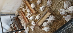 Pui albi de carne de vânzare  - imagine 2