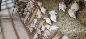 Pui albi de carne de vânzare