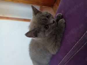 Pui de pisica British de vânzare