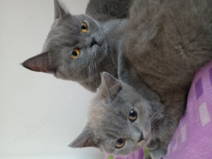 Pui de pisica British de vânzare  - imagine 2