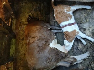 Vaca cu vitel de vanzare.