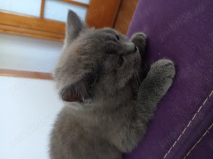 Pui de pisica British de vânzare  - imagine 3