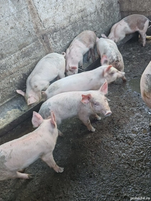 Purcei Rasa Marele Alb cu Duroc - imagine 3 Purcei Rasa Marele Alb cu Duroc - imagine 3