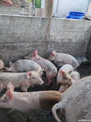 Purcei Rasa Marele Alb cu Duroc