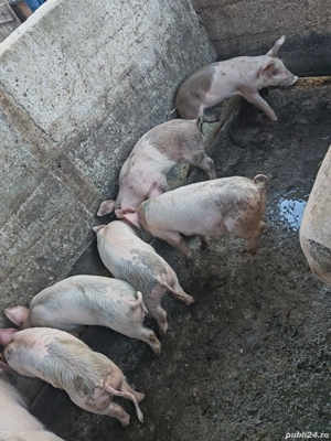 Purcei Rasa Marele Alb cu Duroc - imagine 2 Purcei Rasa Marele Alb cu Duroc - imagine 2