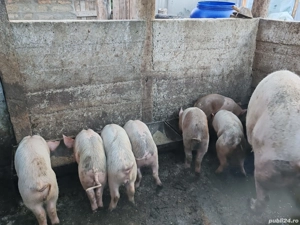 Purcei Rasa Marele Alb cu Duroc - imagine 4 Purcei Rasa Marele Alb cu Duroc - imagine 4