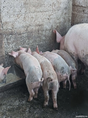 Purcei Rasa Marele Alb cu Duroc - imagine 5 Purcei Rasa Marele Alb cu Duroc - imagine 5