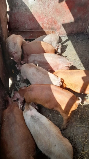 Vând purcei - imagine 2