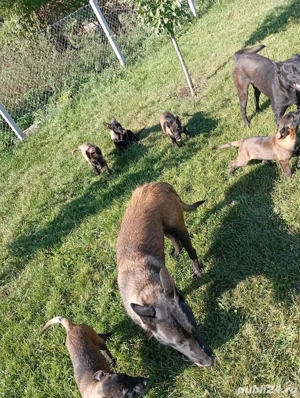 catei de vanzare  - imagine 4 catei de vanzare  - imagine 4