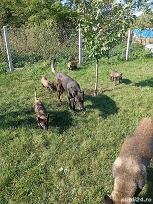 catei de vanzare  - imagine 5 catei de vanzare  - imagine 5