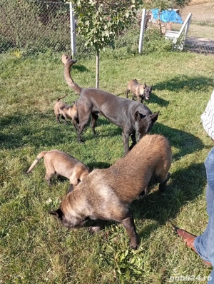 catei de vanzare  - imagine 3 catei de vanzare  - imagine 3