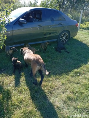 catei de vanzare  - imagine 2 catei de vanzare  - imagine 2