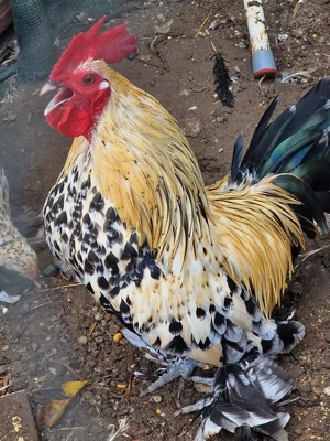 Vand Fazani, Gaini pitice Lemon mii de flori, Sebright si Turturele - imagine 3