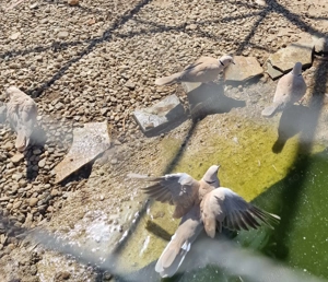 Vand Fazani, Gaini pitice Lemon mii de flori, Sebright si Turturele - imagine 2