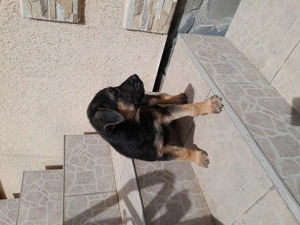 Catei ciobanesc german