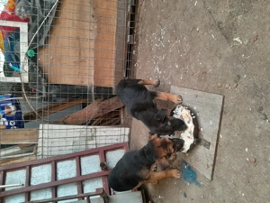 Catei ciobanesc german - imagine 2