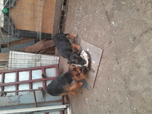 Catei ciobanesc german - imagine 5