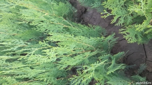 tuia orientalis biota 