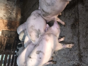 Vînd purcei 9 bucăți - imagine 2