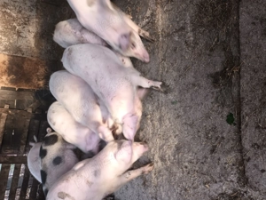 Purcei de vînzare 9 buc