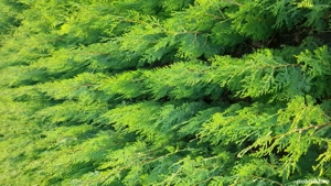 tuia orientalis biota  - imagine 3