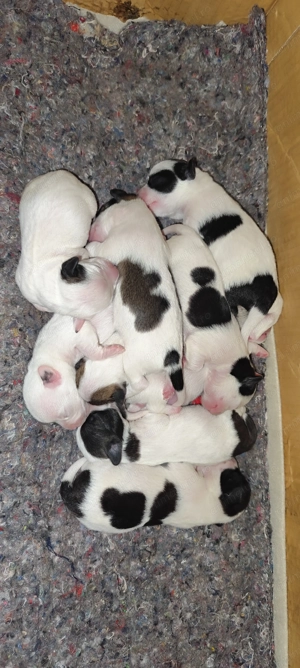 Bichon maltez! Bichon 