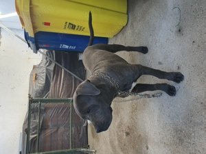 Catel Cane Corso , 4 luni !  - imagine 3