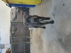 Catel Cane Corso , 4 luni ! 