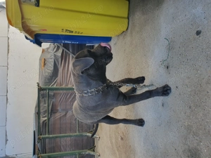 Catel Cane Corso , 4 luni !  - imagine 2