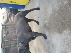 Catel Cane Corso , 4 luni !  - imagine 4