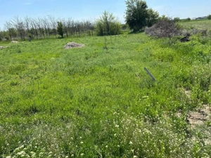 Teren 1000mp  Dumitrana-Magurele