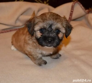 bichon havanez femela