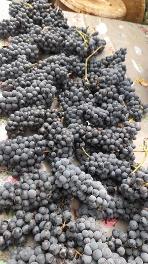 Vin din struguri ( toamna 2025) - Judet Dambovita, Comuna Salcioara, Sat Banesti