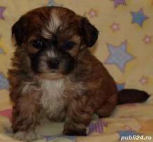 bichon havanez femela 2 luni