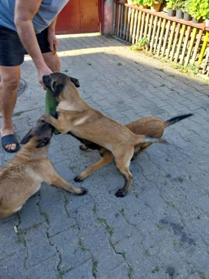 Vând ciobănesc belgian malinois - imagine 2