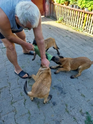Vând ciobănesc belgian malinois - imagine 4