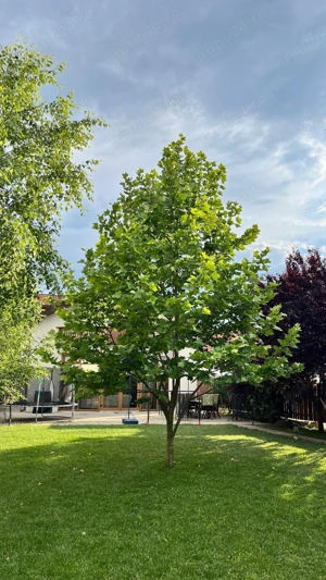 COMision0%.Casa Individuala.770 teren.Gradina Amenajata inclusiv plante decorative.Mobilata+Utilata  - imagine 17