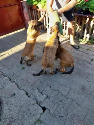 Vând ciobănesc belgian malinois - imagine 5