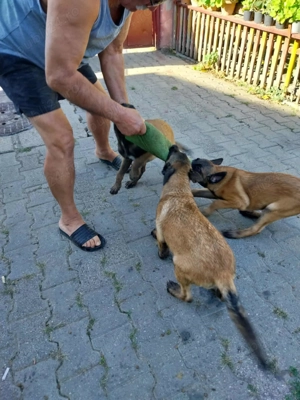 Vând ciobănesc belgian malinois