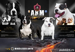 Catelusi American Bully