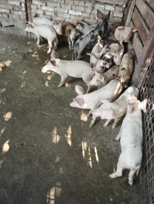 17 purcei. Au cam 3 luni.