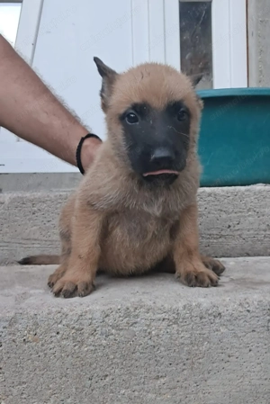 Malinois belhuan 5 cateluși