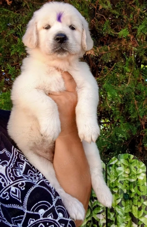 Pui Golden Retriever femela cu pedigree disponibila pentru rezervare - imagine 3