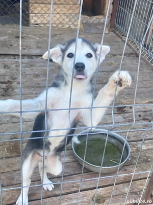 Ofer spre adoptie catel - imagine 2