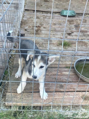 Ofer spre adoptie catel - imagine 4