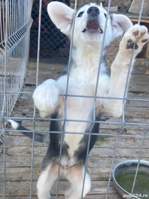 Ofer spre adoptie catel