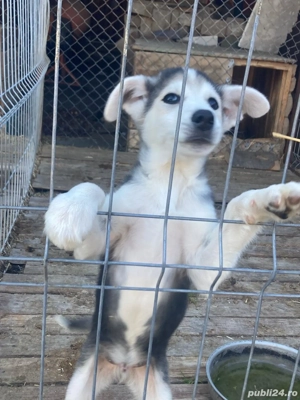 Ofer spre adoptie catel - imagine 3