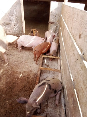 Vand purcei frumoși marele alb  - imagine 2 Vand purcei frumoși marele alb  - imagine 2