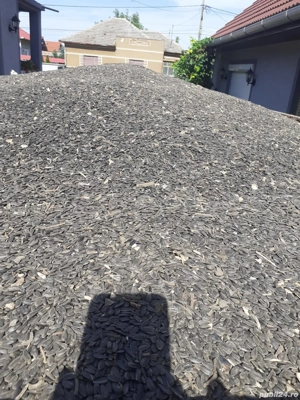 Floarea-Soarelui 2025